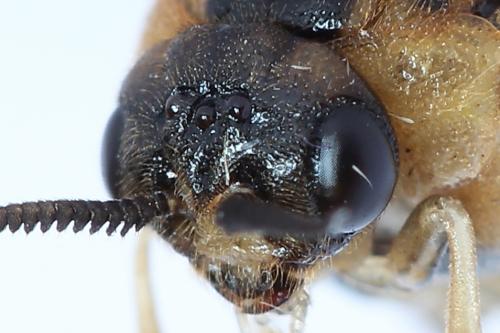 Réf. 229 897 : Diprion similis