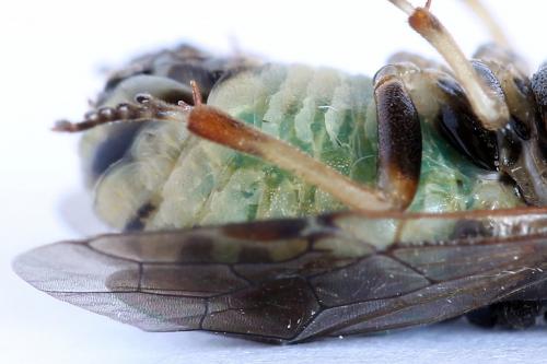 Diprion similis