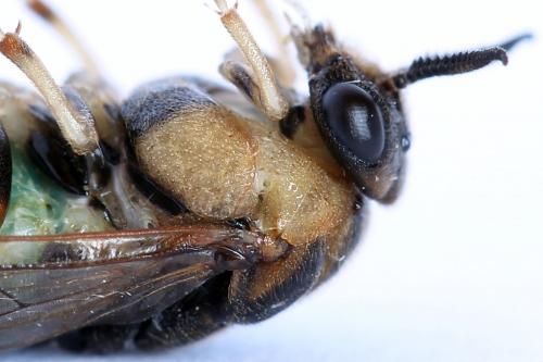 Diprion similis