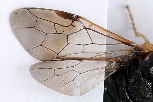 Diprion similis