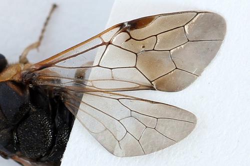 Réf. 229 902 : Diprion similis