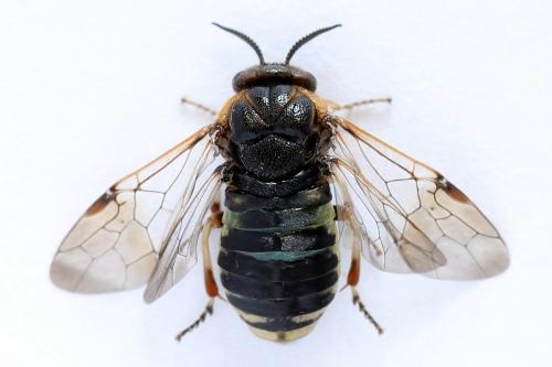 Diprion similis