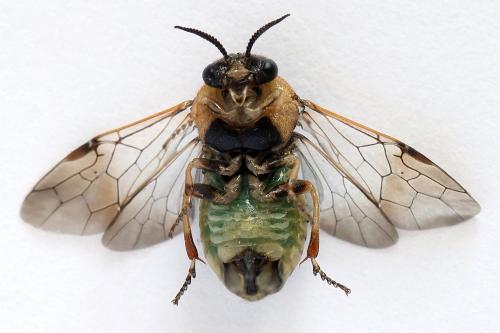 Diprion similis