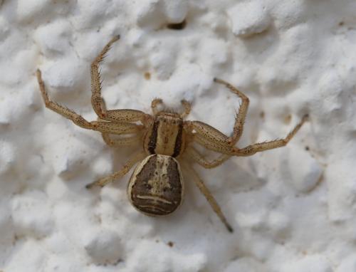 Réf. 229 171 : Xysticus ulmi