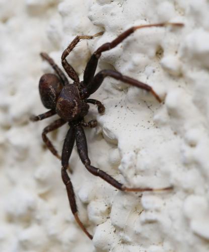 Xysticus sp.