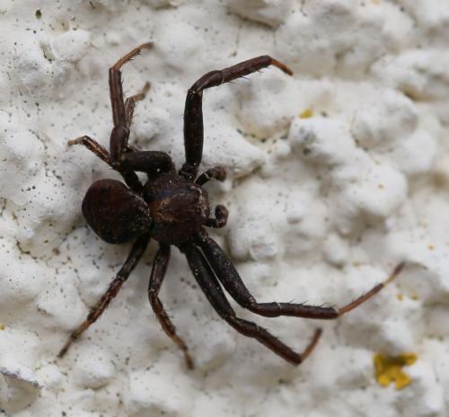 Xysticus sp.