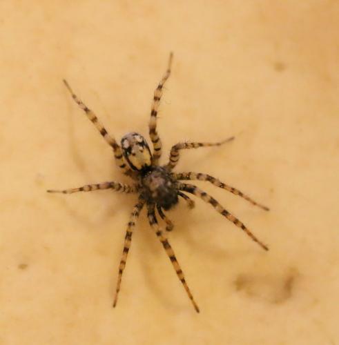 Réf. 229 188 : Arctosa perita