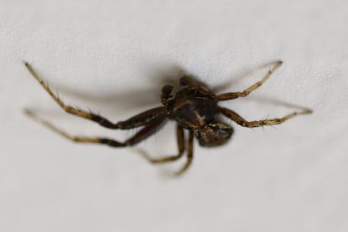 Xysticus sp.
