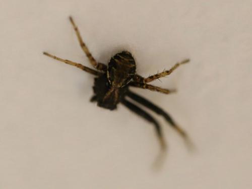 Xysticus sp.