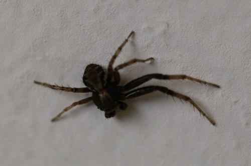 Xysticus sp.