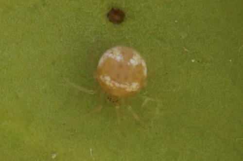 Réf. 229 619 : Paidiscura pallens
