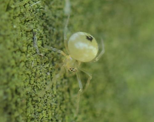 Réf. 229 786 : Paidiscura pallens