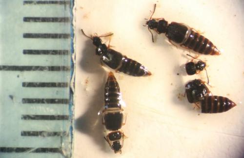 Réf. 229 617 : Omalium rivulare