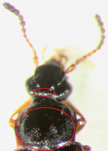 Réf. 229 706 : Omalium rivulare