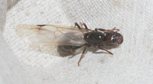 Réf. 229 456 : Messor barbarus