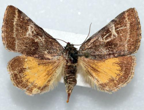 Réf. 229 253 : Synthymia fixa