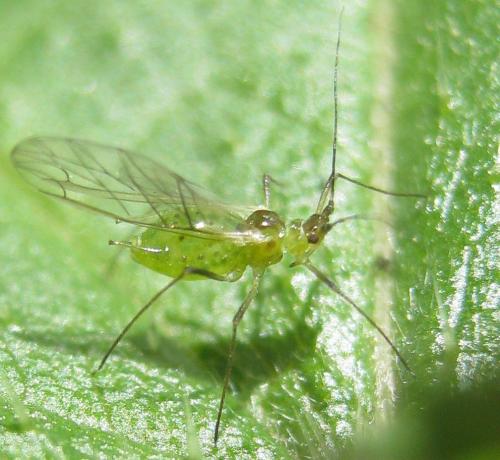 Microlophium carnosum