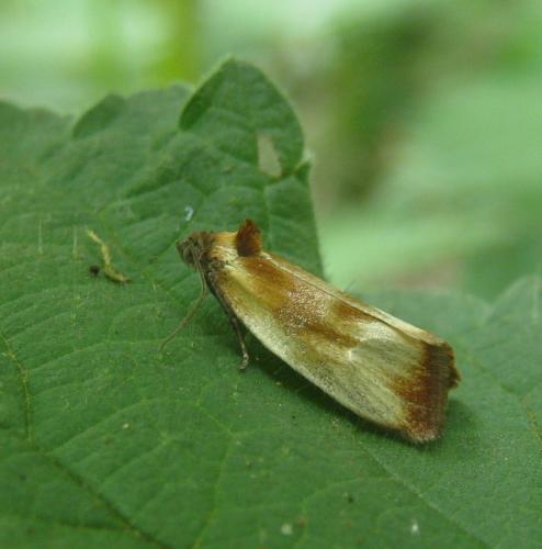 Réf. 229 879 : Eulia ministrana
