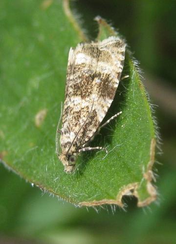 Réf. 229 877 : Celypha lacunana