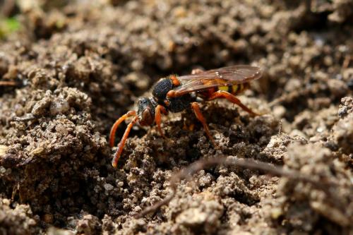 Réf. 229 143 : Nomada zonata