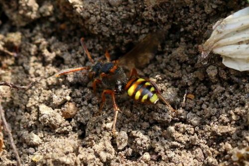 Réf. 229 338 : Nomada zonata