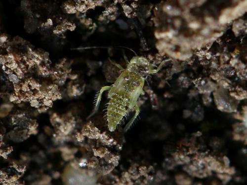 Réf. 229 350 : Eupteryx sp.