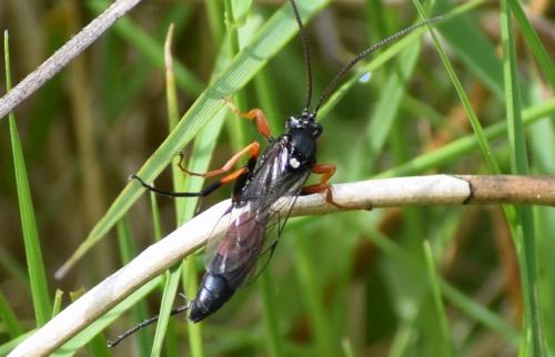 Réf. 229 858 : Triptognathus fumigator