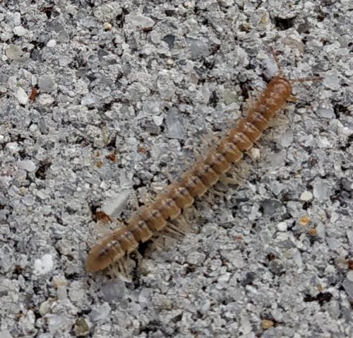Réf. 229 385 : Oxidus gracilis