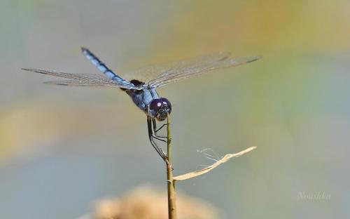 Réf. 229 983 : Urothemis edwardsii