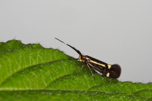 Esperia sulphurella