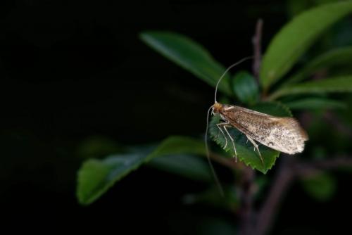 Nematopogon sp.