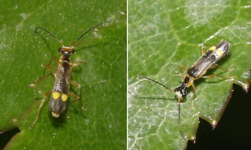 Réf. 229 351 : Malthinus sp.