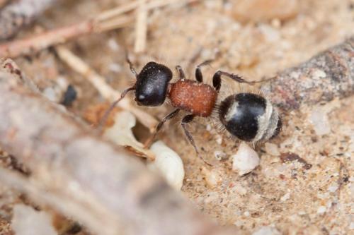 Réf. 229 596 : Myrmilla capitata