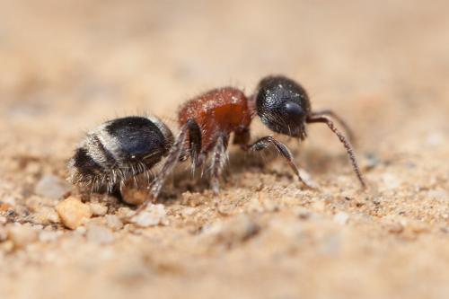 Réf. 229 766 : Myrmilla capitata