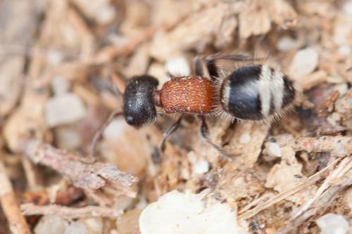 Réf. 229 767 : Myrmilla capitata