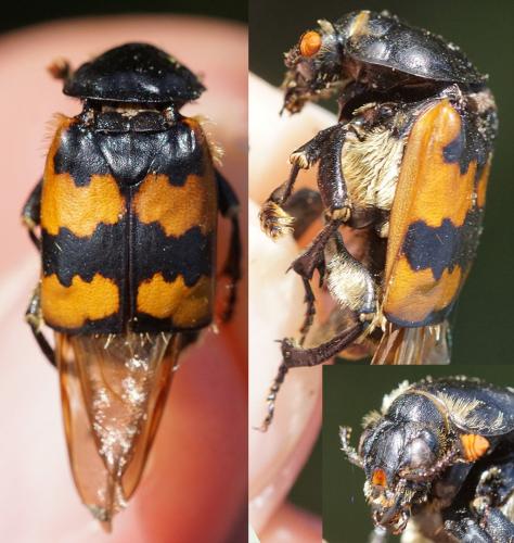 Réf. 229 800 : Nicrophorus vespillo