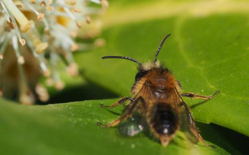 Andrena fulva