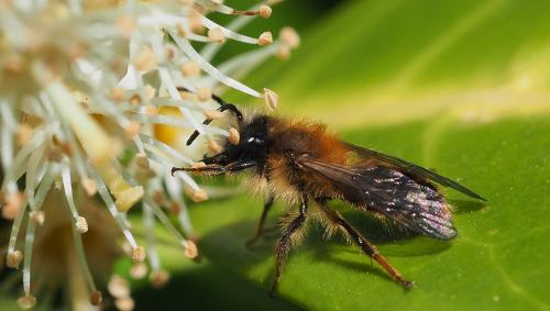 Réf. 229 293 : Andrena fulva