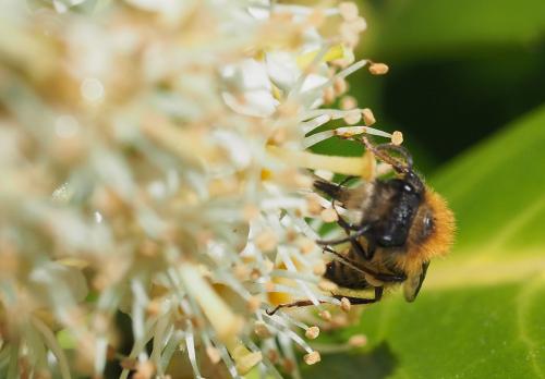 Réf. 229 294 : Andrena fulva