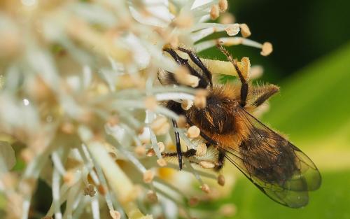 Réf. 229 295 : Andrena fulva