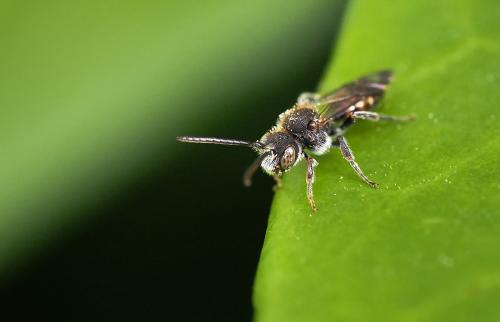 Nomada (furva)