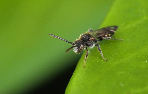 Nomada (furva)