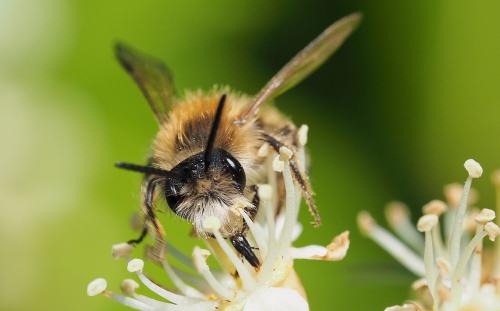 Andrena gravida