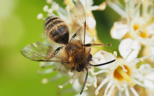 Andrena gravida