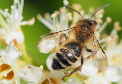 Réf. 229 085 : Andrena gravida