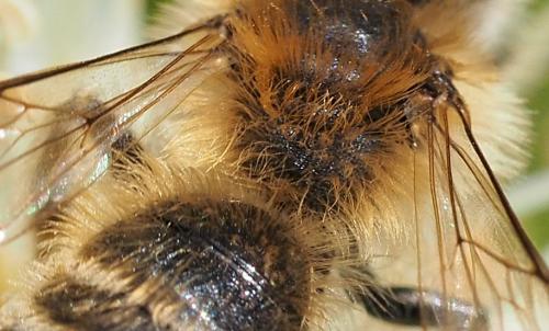 Andrena gravida