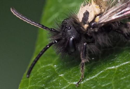 Andrena bicolor