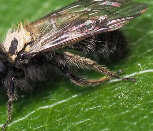 Andrena bicolor