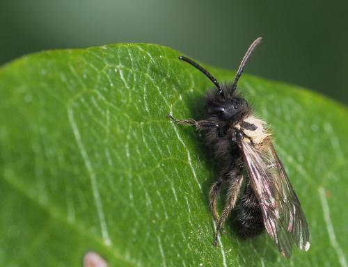 Andrena bicolor