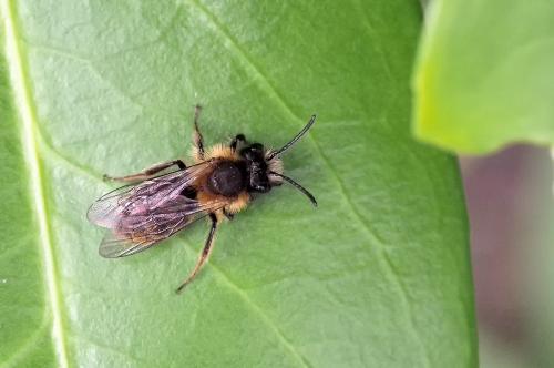 Andrena fulva